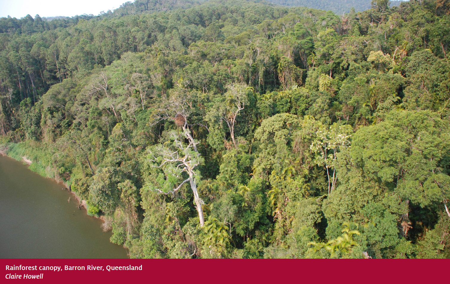 Australia's forests overview DAFF